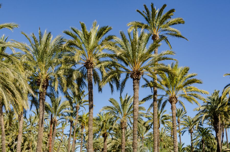 Palmeral de Elche con palmeras datileras